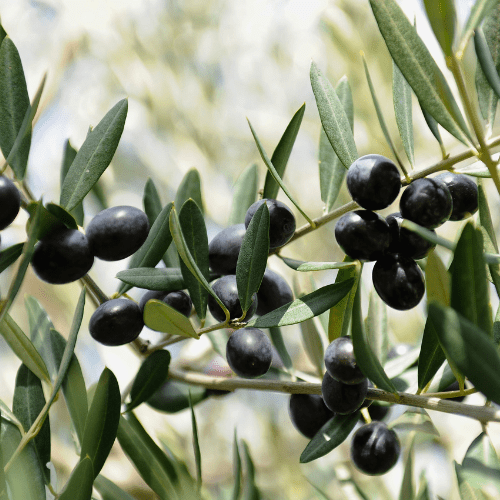 Discover The Top Six Olive Farms in the Western Cape